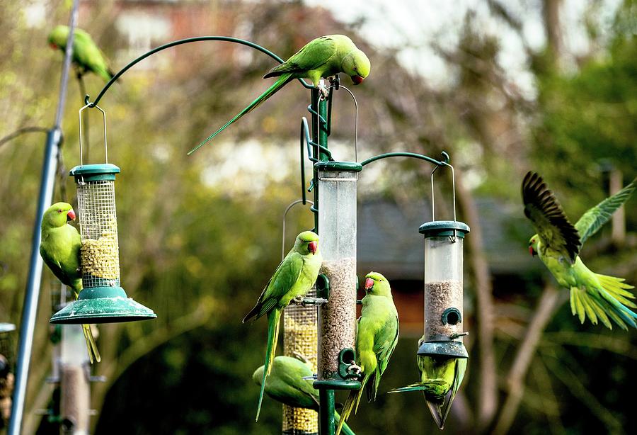 Nature Photograph - Ring-necked Parakeets #1 by Georgette Douwma