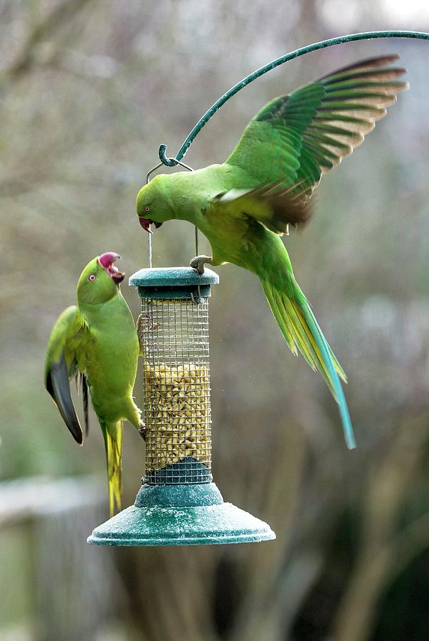 Parakeet Photograph - Ring-necked Parakeets On A Bird Feeder #1 by Georgette Douwma/science Photo Library