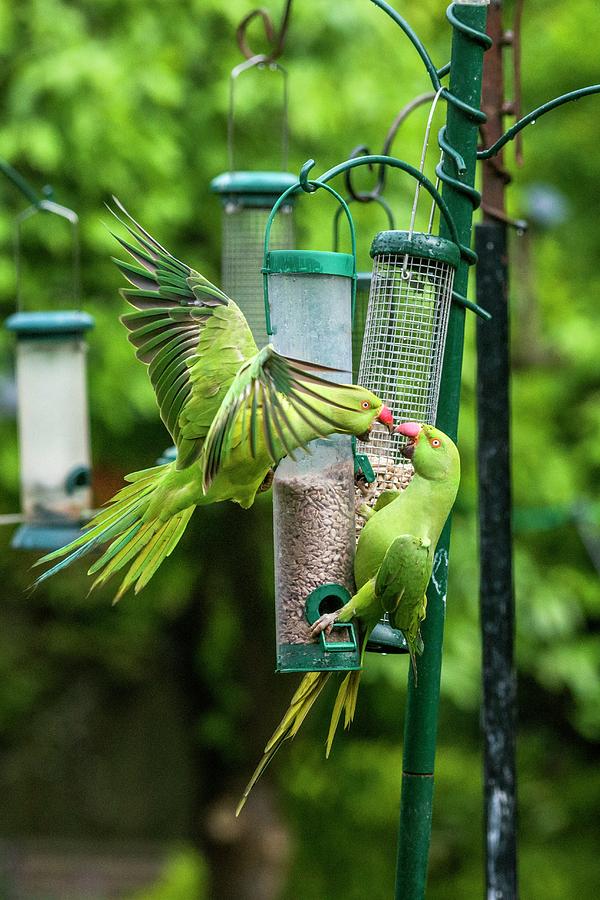 Parakeet Photograph - Ring-necked Parakeets On Bird Feeders #1 by Georgette Douwma/science Photo Library