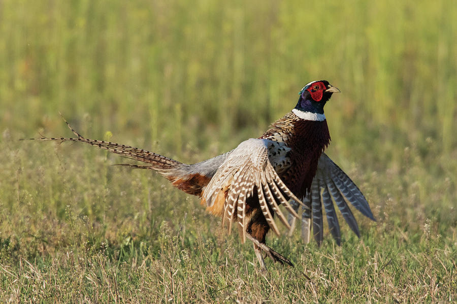 Pheasant Photograph - Ring-necked Pheasant, Courtship Display #1 by Ken Archer