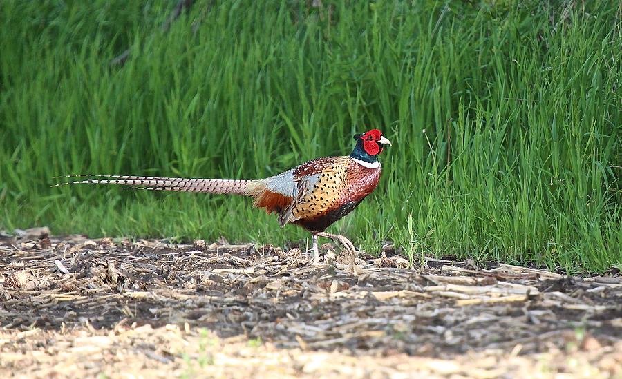 Ring-Necked Pheasant  #1 Photograph by John Dart