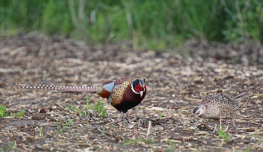 Ring-Necked Pheasant Pair #1 Photograph by John Dart