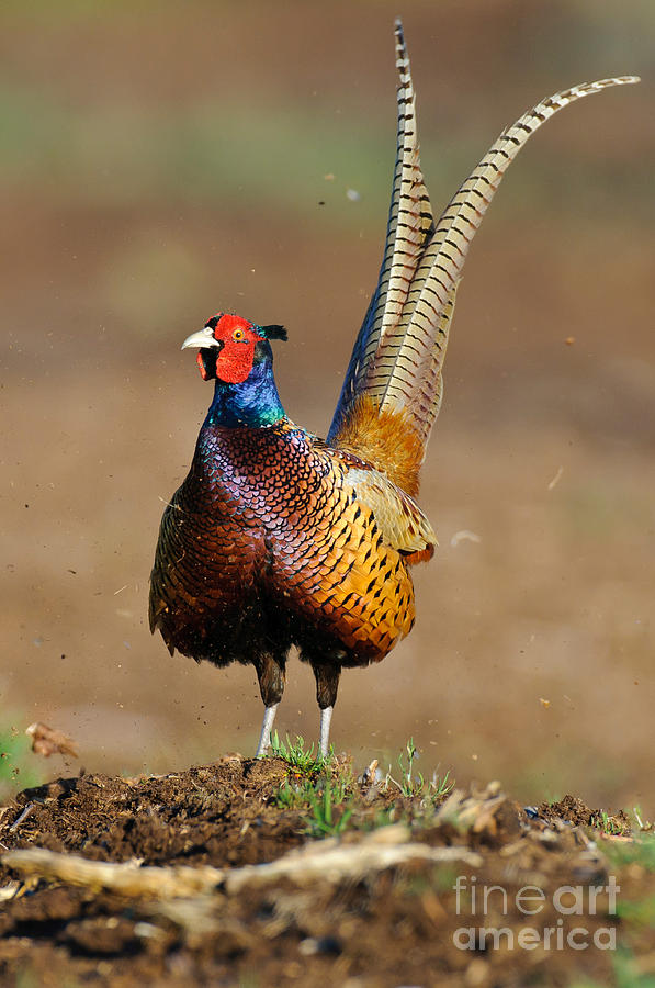 Pheasant Photograph - Ring-necked Pheasant #1 by Willi Rolfes