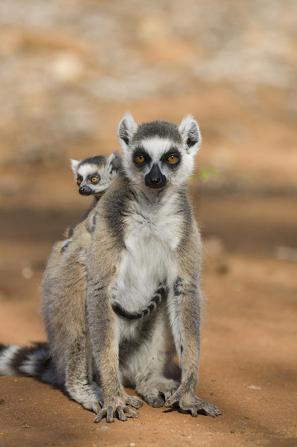 Ring-tailed Lemur And Baby Madagascar #1 Photograph by Suzi Eszterhas