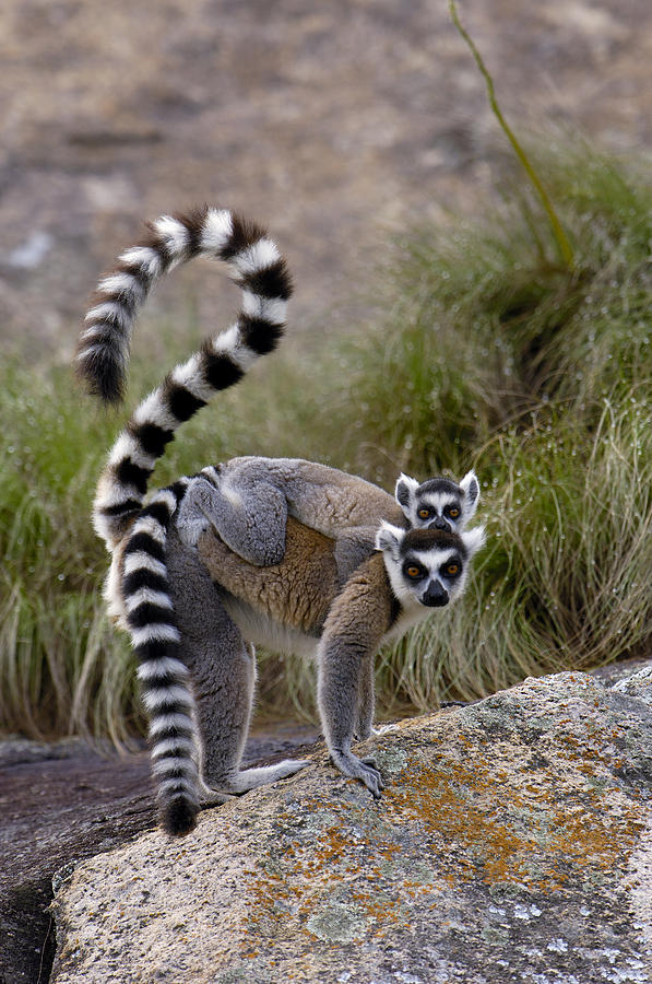 Ring-tailed Lemur And Young  Madagascar #1 Photograph by Pete Oxford
