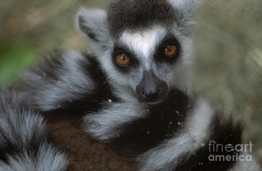 Ring-tailed Lemur #4 Photograph by Art Wolfe