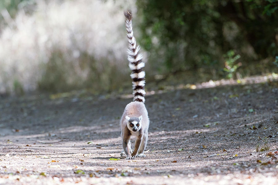 Ring-tailed Lemur #1 Photograph by Dr P. Marazzi