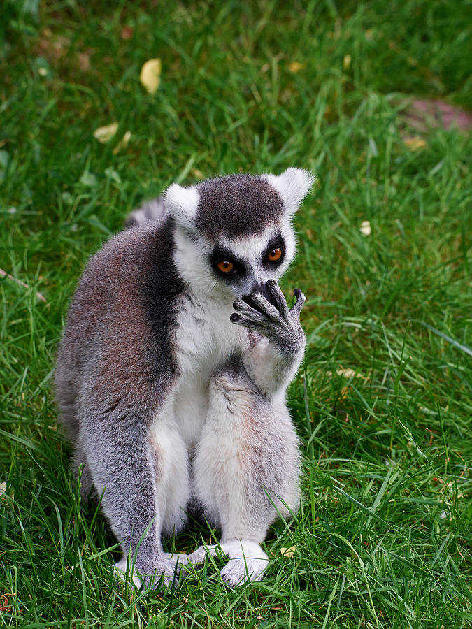 Ring-tailed lemur #1 Photograph by Jouko Lehto