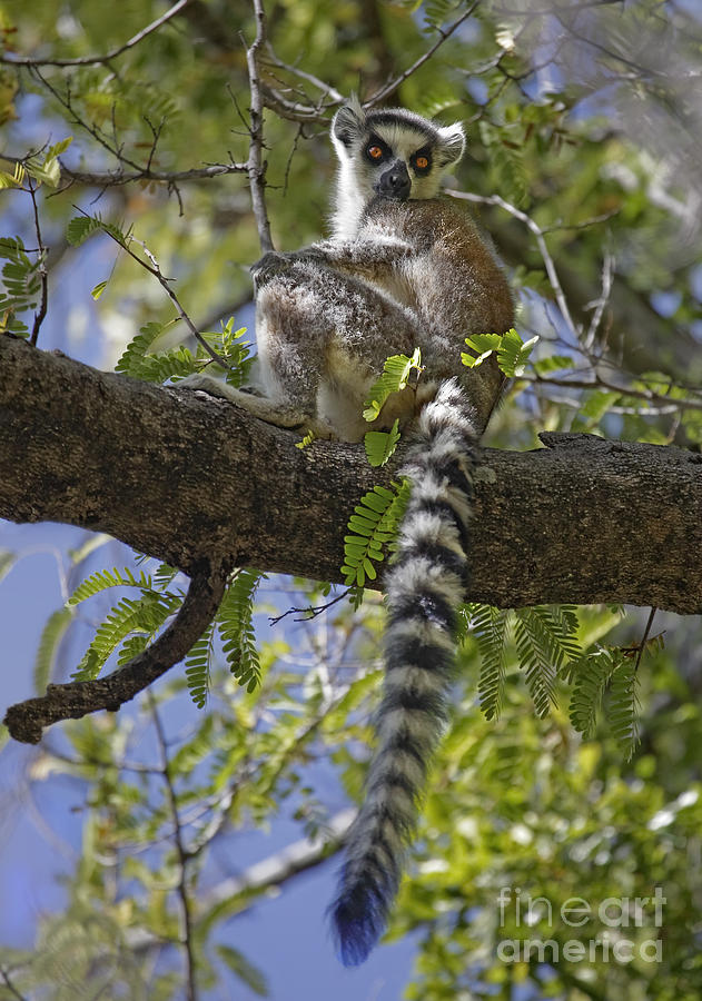 Ring-tailed Lemur #3 Photograph by Liz Leyden