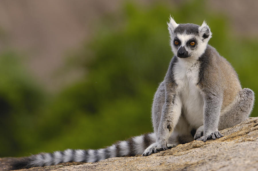 Ring-tailed Lemur Madagascar #1 Photograph by Pete Oxford