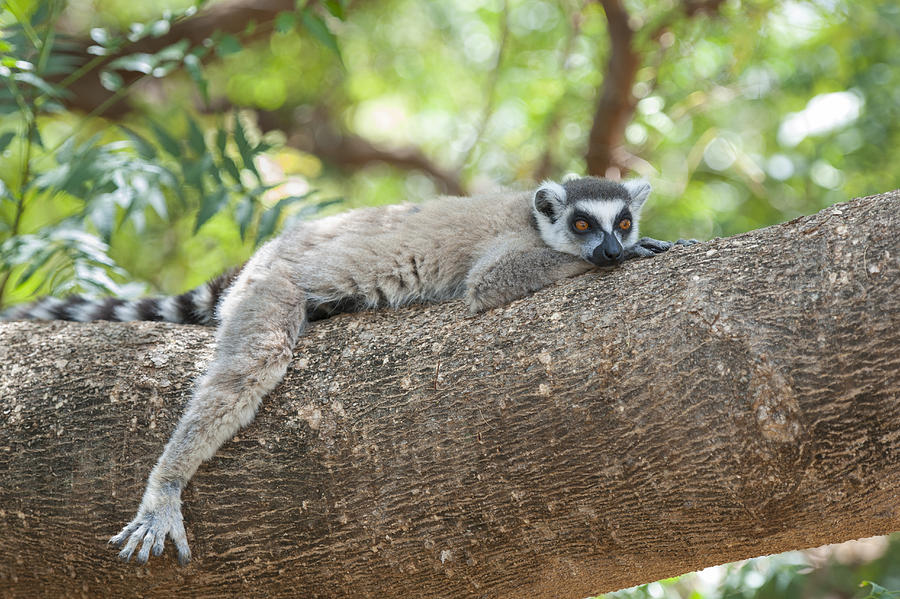 Ring-tailed Lemur Male Resting #1 Photograph by Suzi Eszterhas