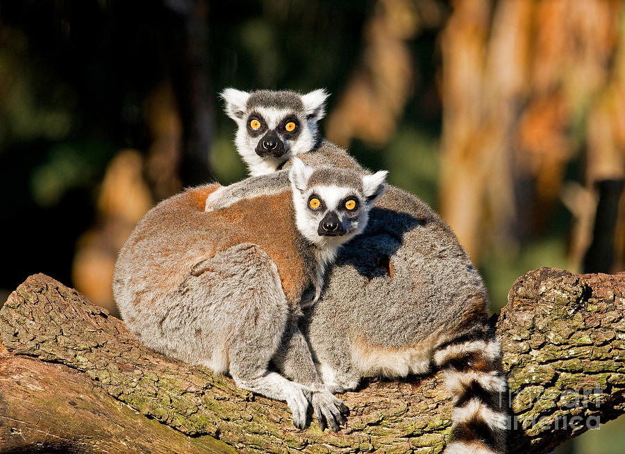 Ring Tailed Lemur #1 Photograph by Millard H. Sharp