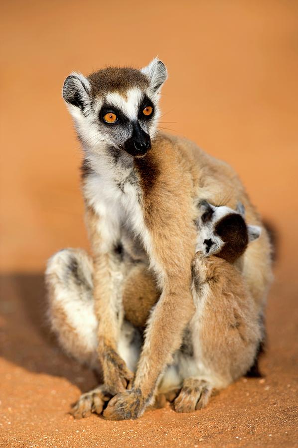 Ring-tailed Lemur Mother And Baby #1 Photograph by Tony Camacho/science Photo Library