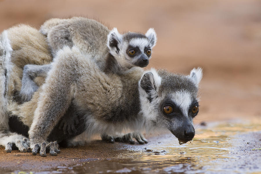 Ring-tailed Lemur Mother Drinking #1 Photograph by Suzi Eszterhas