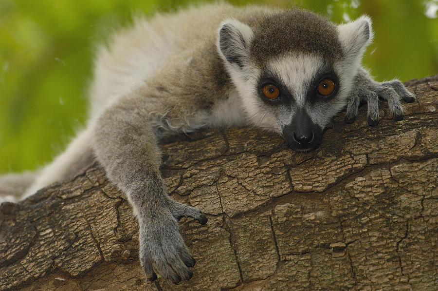 Ring-tailed Lemur Portrait Berenty #1 Photograph by Pete Oxford