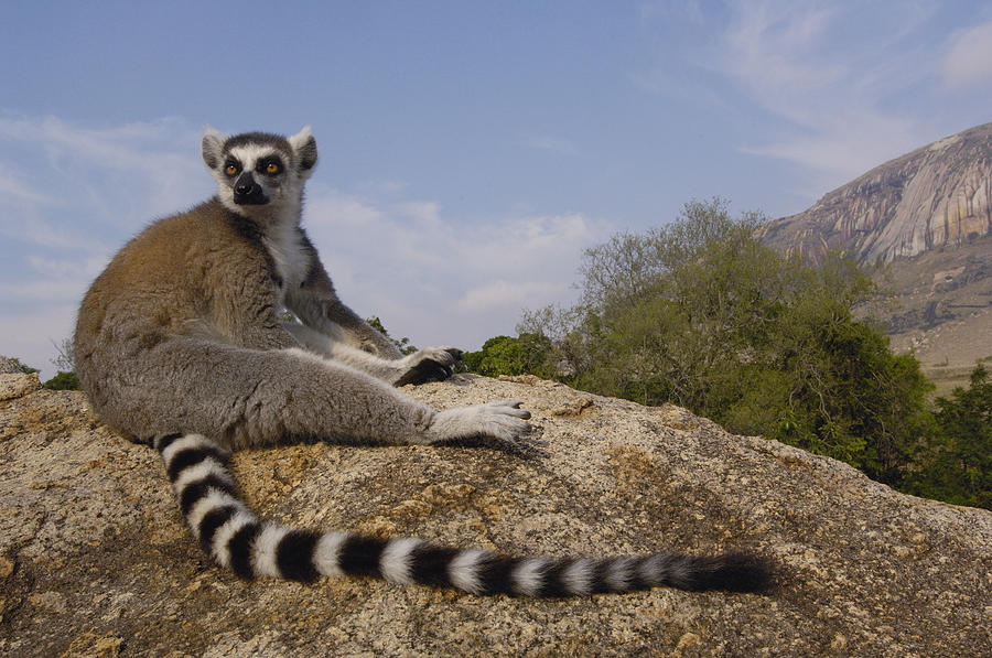 Animal Photograph - Ring-tailed Lemur Portrait Madagascar #1 by Pete Oxford