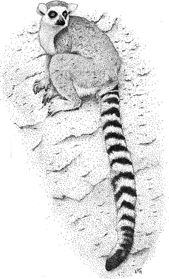 Ring Tailed Lemur #1 Photograph by Roger Hall