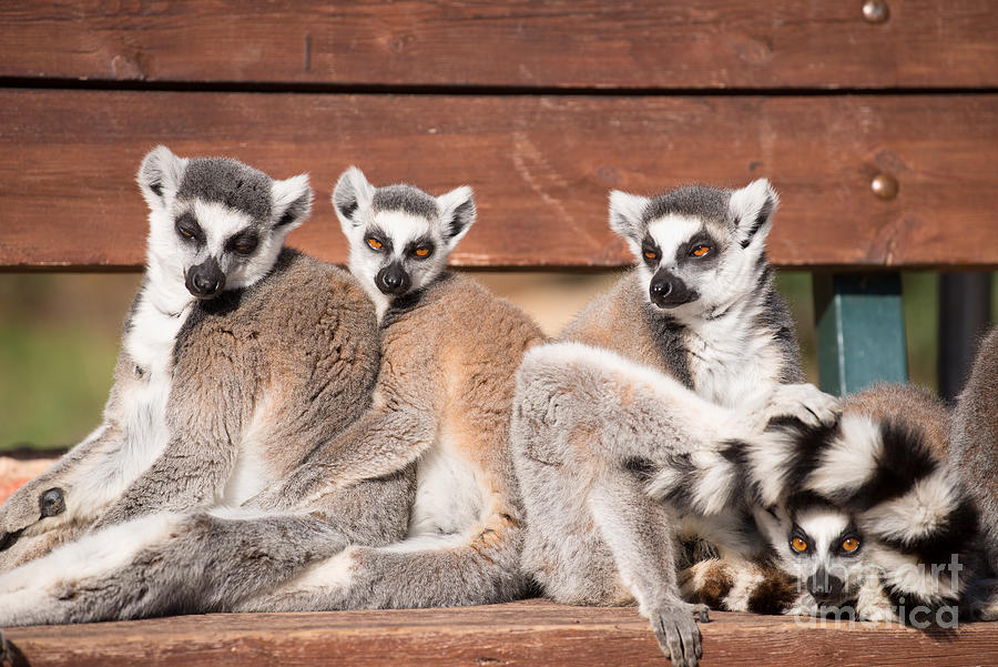 Mammal Photograph - Ring Tailed Lemurs #3 by George Atsametakis