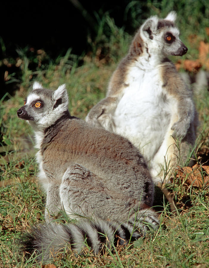 Ring-tailed Lemurs Lemur Catta #1 Photograph by Millard H. Sharp