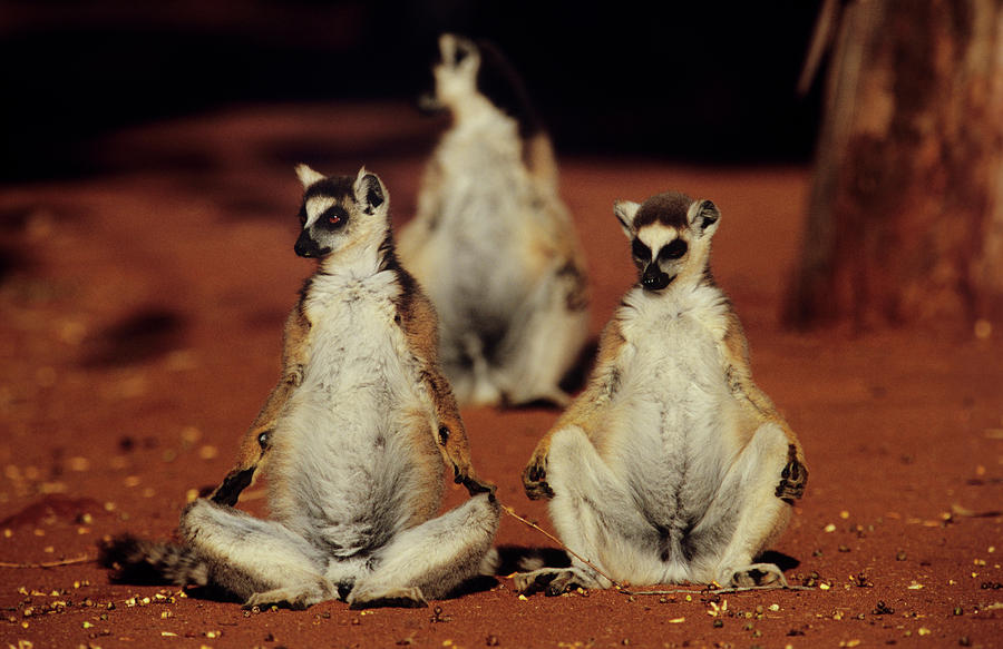 Wildlife Photograph - Ring-tailed Lemurs #1 by Tony Camacho/science Photo Library