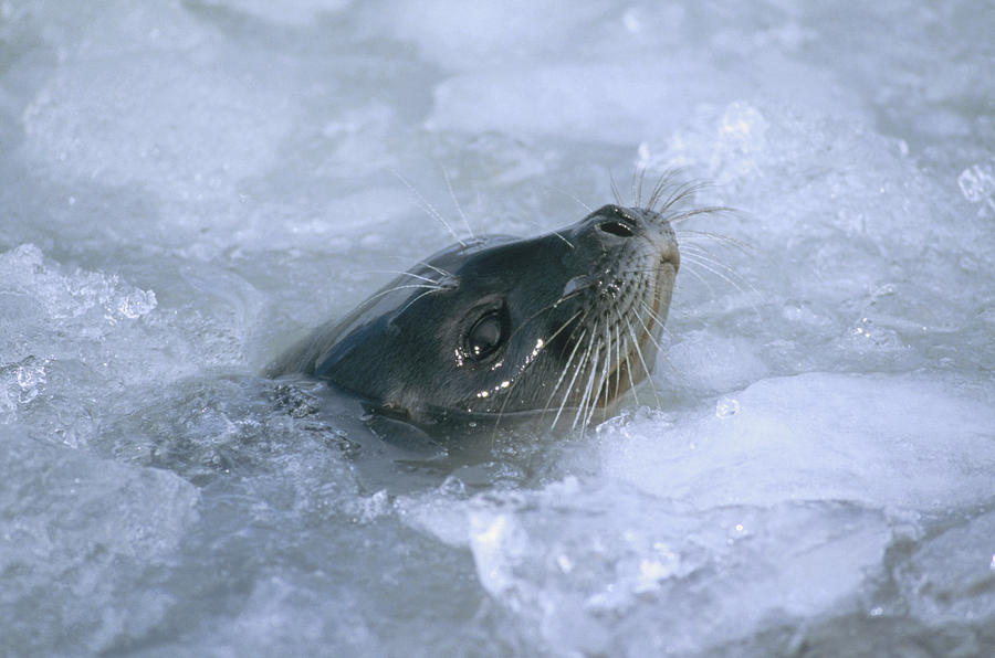 Ringed Seal Surfacing In Brash Ice #1 Photograph by Tui De Roy