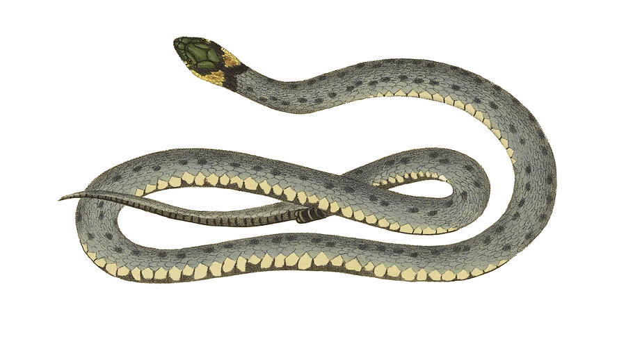 Ringed Snake Photograph by Biodiversity Heritage Library - Fine Art America