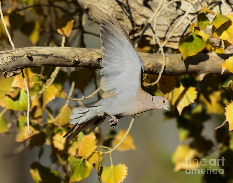 Ringed Turtle Dove in Flight #2 Photograph by Dennis Hammer