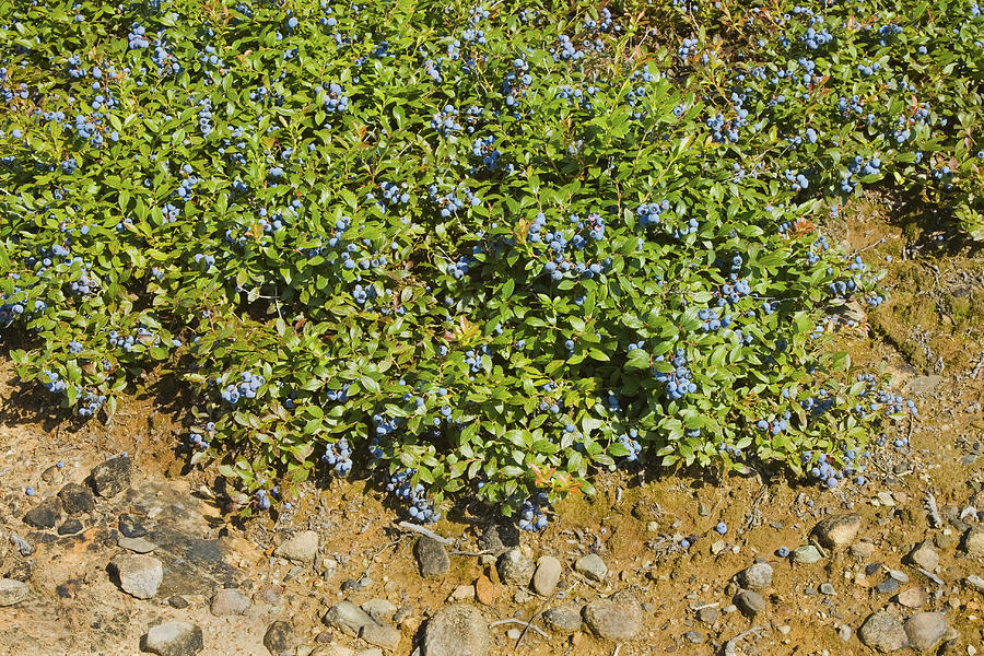 Ripe Maine Low Bush Wild Blueberries #1 Photograph by Keith Webber Jr