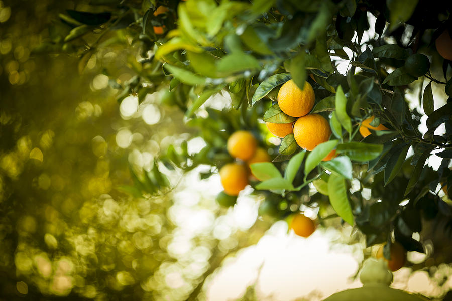 Ripe orange citrus grove #1 Photograph by Pgiam