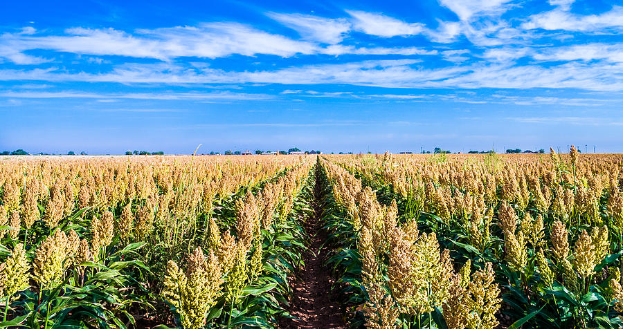 Ripe Sorghum Milo Millet Crop Field In Rows #1 Photograph by Dszc