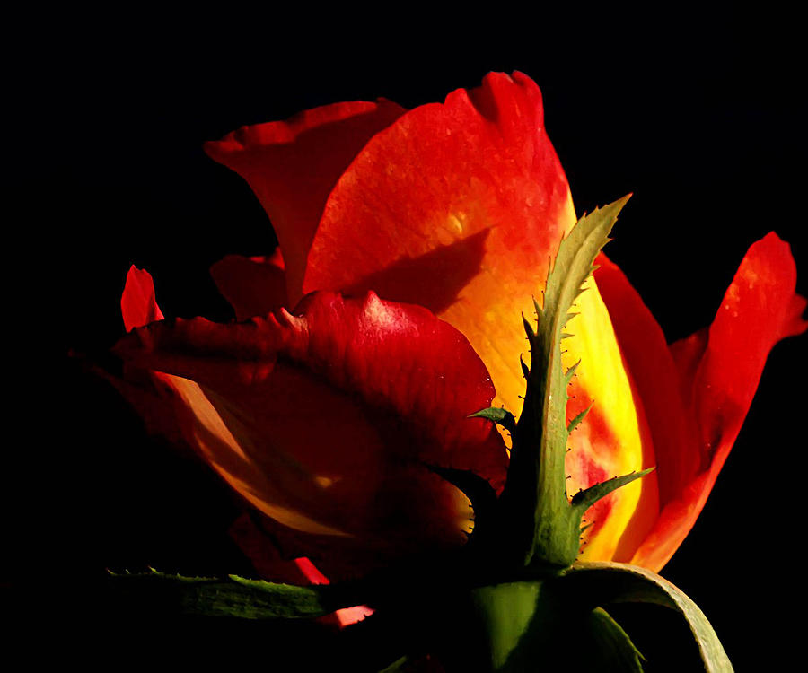 Rose Photograph - Rising Rose #1 by Camille Lopez