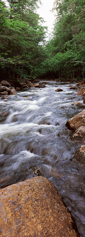 River Flowing Through A Forest, Moose #1 Photograph by Panoramic Images