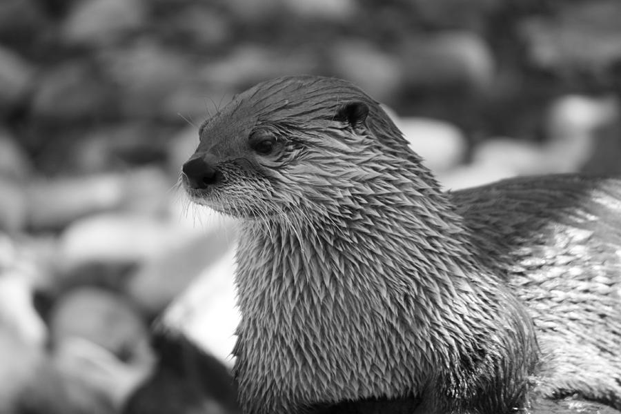 River Otter Photograph