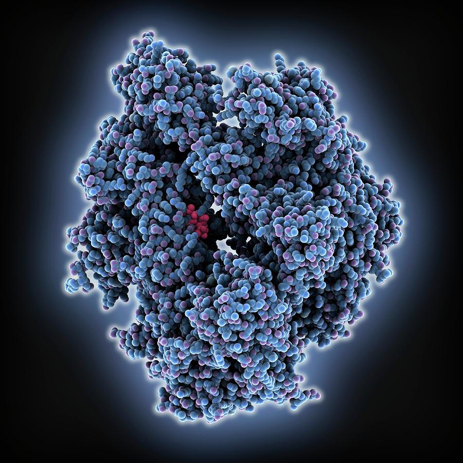 RNAポリメラーゼI