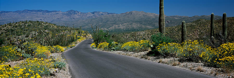Saguaro National Park Photograph - Road Passing Through A Landscape #1 by Panoramic Images