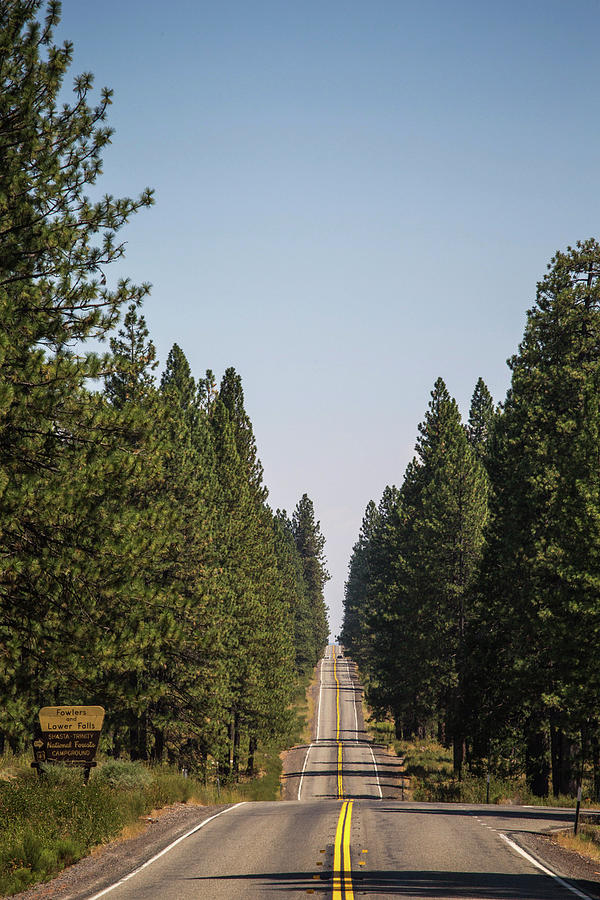 Tree Photograph - Road Through Forest, Shasta #1 by David Hanson