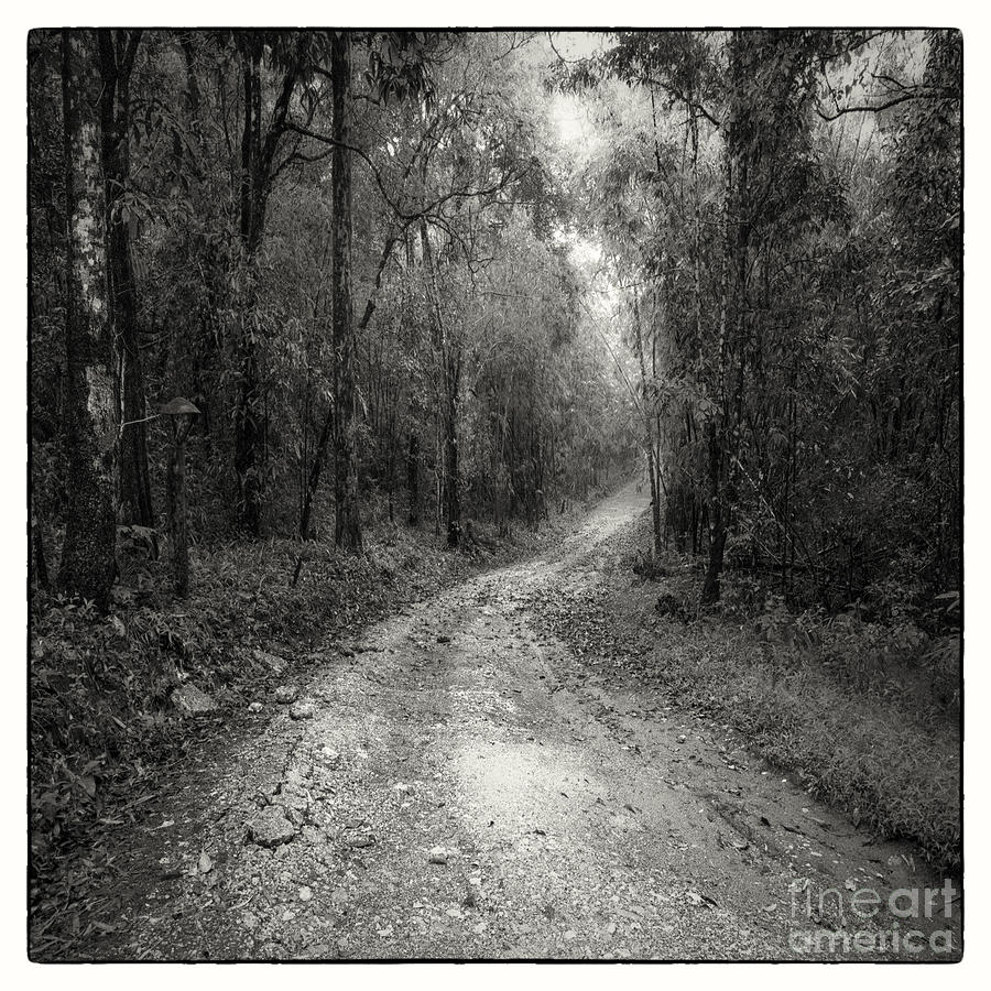 Black And White Photograph - Road Way In Deep Forest #1 by Setsiri Silapasuwanchai