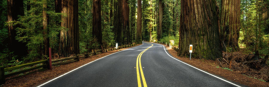 Road Winding Through Redwood Forest #1 Photograph by Panoramic Images