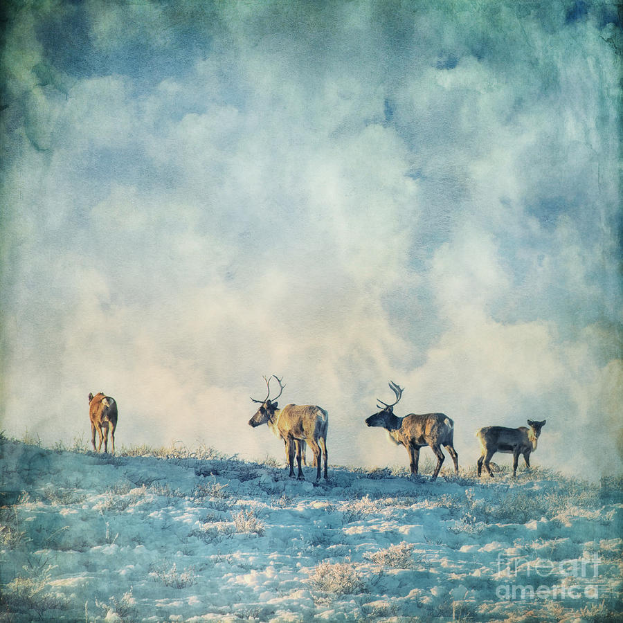 Winter Photograph - Roam Free #2 by Priska Wettstein