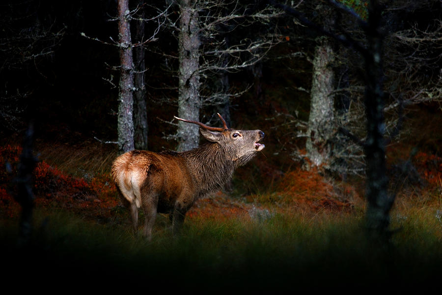 Roaring stag #1 Photograph by Gavin Macrae
