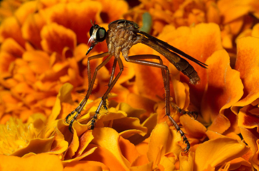 Robber Fly #1 Photograph by Harry Rogers