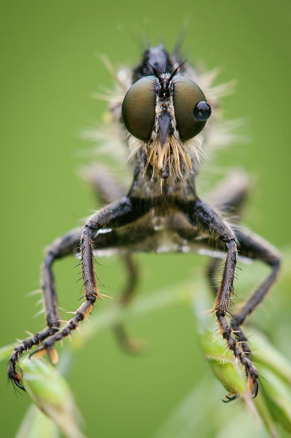 Insects Photograph - Robber Fly #1 by Heath Mcdonald