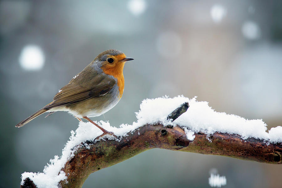 Robin Erithacus Rubecula Photograph by Andrew howe