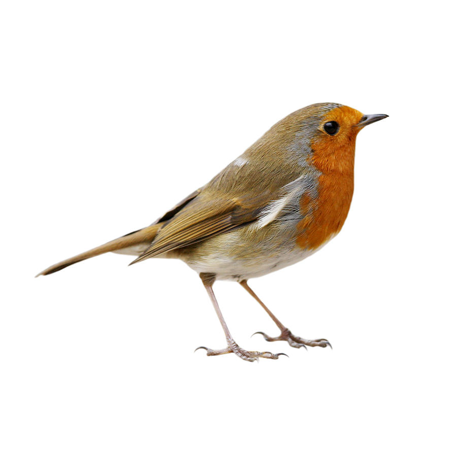 Robin (Erithacus rubecula) #1 Photograph by Andrew_Howe