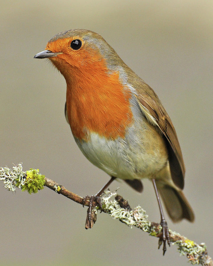 Robin #1 Photograph by Robert Trevis-smith