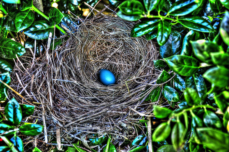 Robins Egg Blue #2 Photograph by Craig Burgwardt