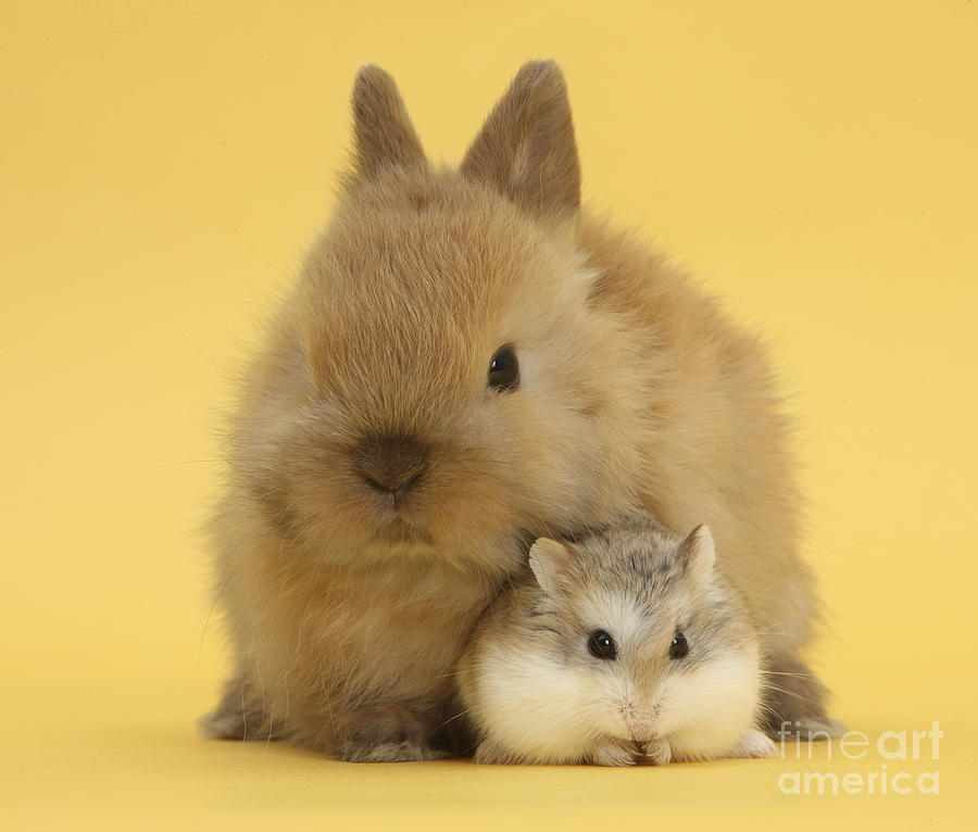 Roborovski Hamster And Rabbit #1 Photograph by Mark Taylor