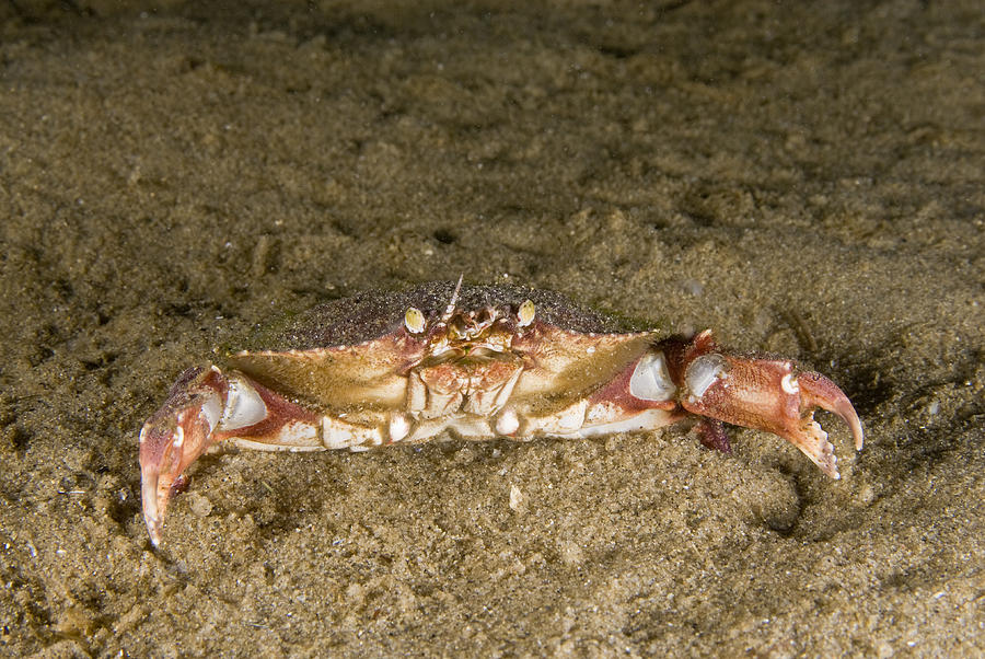 Rock Crab #1 Photograph by Andrew J. Martinez