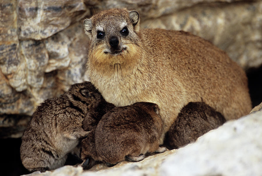 Rock Hyraxes Photograph By Tony Camacho/science Photo Library | Pixels