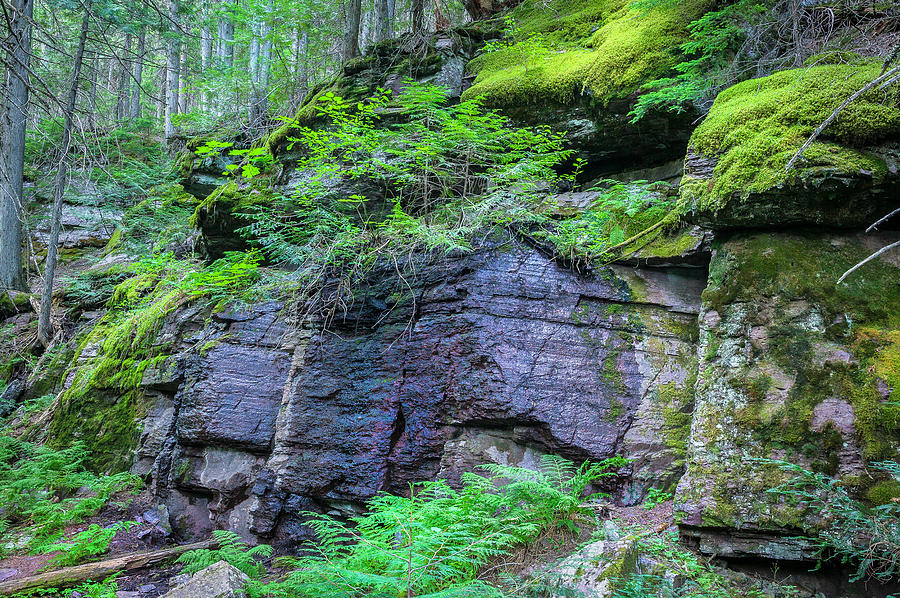 Rock Wall Trail of The Cedars Glacier National Park Photograph by Rich Franco